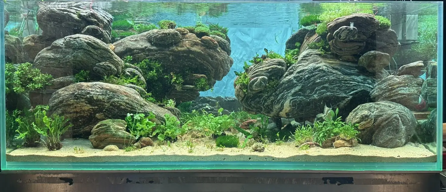 Aquascaping steps - Connecting - IAPLC 2025 Honor Prize - Long Tran Hoang / Vietnam